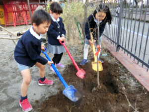 幼稚園 園庭の植樹